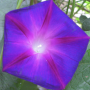 morning_glory_flower.png